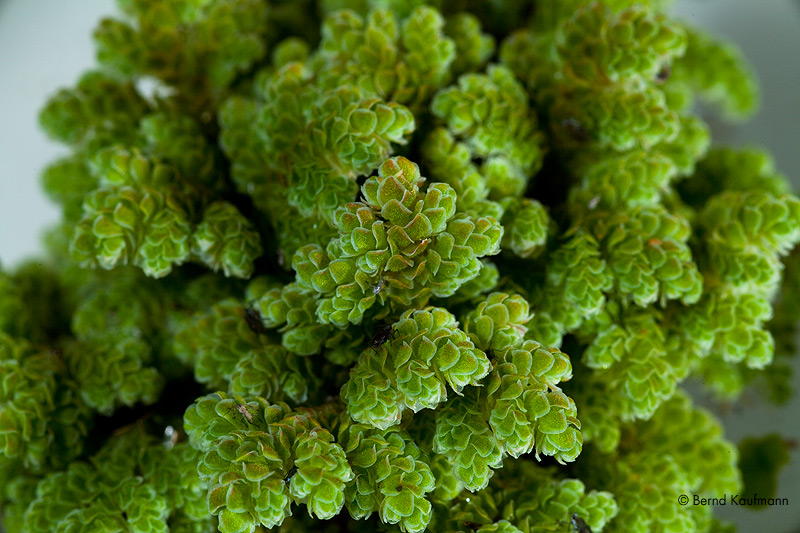 Azolla Algen